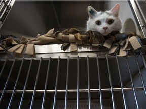 Gambit the cat, who is up for adoption sits in their cage at the Regina Humane Society on Wednesday, March 30, 2022 in Regina.