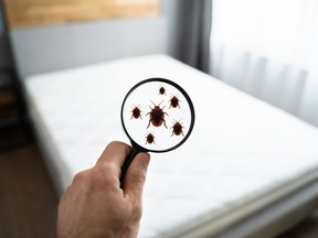 Bed bugs like to dine on you while you're asleep.