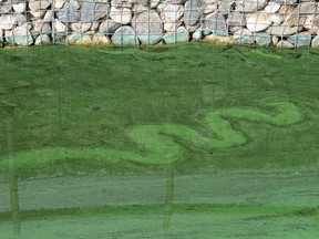 Algae blooms can affect the oxygen levels of lakes, make them undesirable for swimming or recreation, and kill off fish and other lake-living creatures.