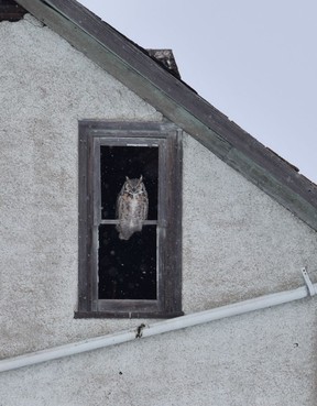 Great horned owls are the most numerous owls in Saskatchewan.