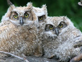 February to March is usually when great horned owls start nesting, which is much earlier than other birds.