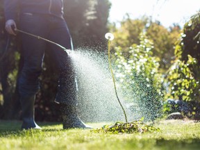 The City of Regina will soon consider a ban on cosmetic pesticide use.