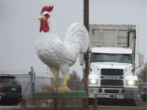 A truck drives out the entrance of the Cold Springs Eggs Farm where the presence of avian influenza was reported to be discovered, forcing the commercial egg producer to destroy nearly 3 million chickens on March 24, 2022 near Palmyra, Wisconsin. To control the spread of the virus the U.S. Department of Agriculture has mandated testing of all poultry in a control area established around the infected farm before the birds or eggs can be sold or transported. The discovery of avian Influenza at the farm was the first case reported in Wisconsin, but it has already been reported on poultry farms in several Midwest states.