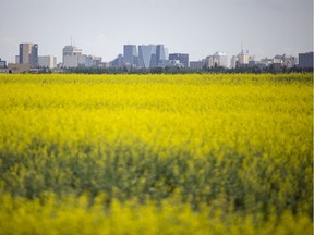 A blooming yellow field of canola sits under the Regina skyline in July 2021.
