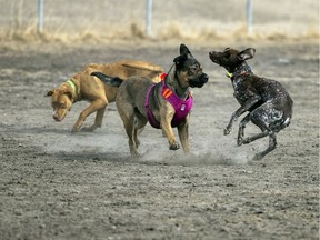 Dogs enjoy Cathy Lauritsen Memorial Off-Leash Dog Park on April 2, 2022 in Regina. City council recently voted to add more off-leash dog parks, but the city still lags behind in their creation.
