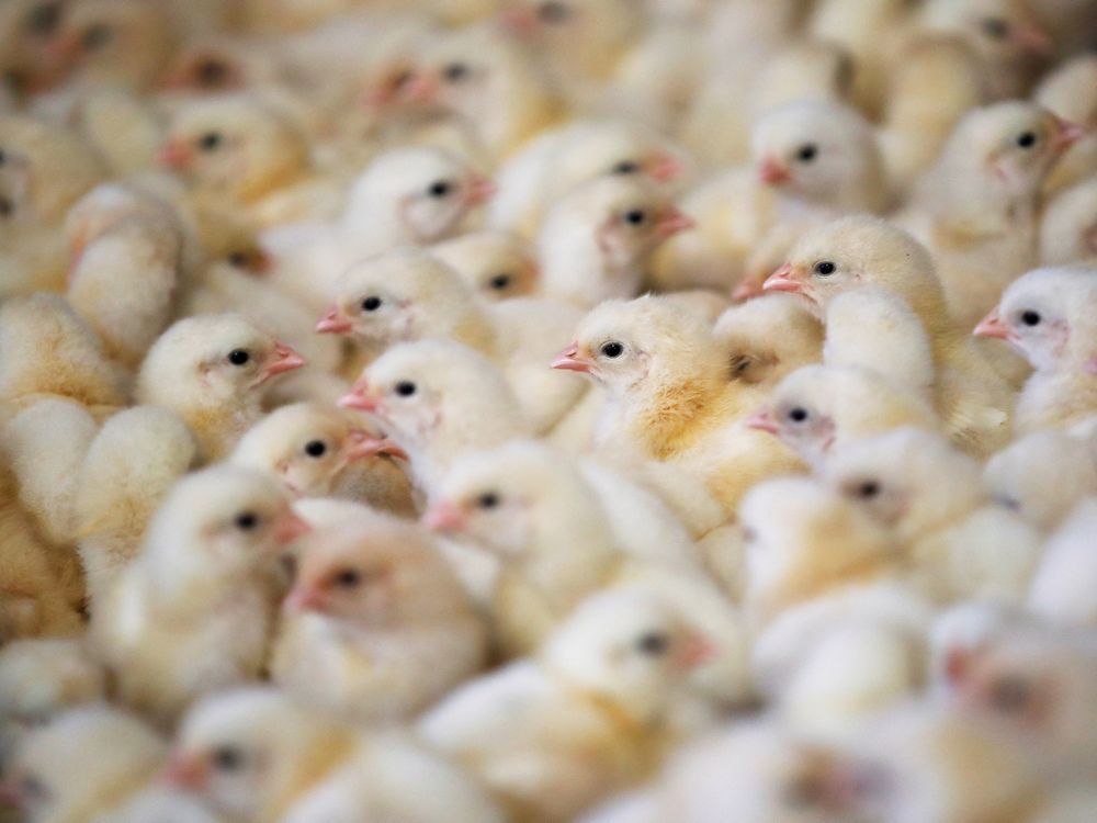 Chicks are seen at a poultry farm in Pruille-le-Chetif near Le Mans, France, March 4, 2020.