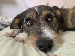 Things started looking up for Rob Vanstone and his wife, Chryssoula, when they adopted Candy from the Regina Humane Society.