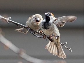 Birds battle it out on a tree branch during a sunny spring day. Photo taken in Saskatoon, Sask. on Tuesday, May 3, 2022.
