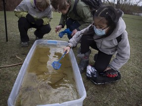 Callie You tries the pond dipping activity during an event hosted by Nature Saskatchewan for World Migratory Bird Day at Goosehill Park on Saturday.