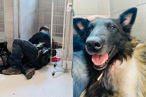 Le chien de police Ralph a été blessé lors d'une poursuite jeudi. Le chien a été emmené dans une clinique vétérinaire pour le traitement de ce que la police a décrit comme des blessures graves. On s'attend à ce qu'il se rétablisse complètement.