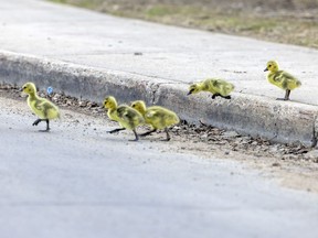 A family of Canadian Geese took a stroll through Wascana Centre on Monday, May 9, 2022 in Regina. The baby geese, called goslings, take about a month to hatch.