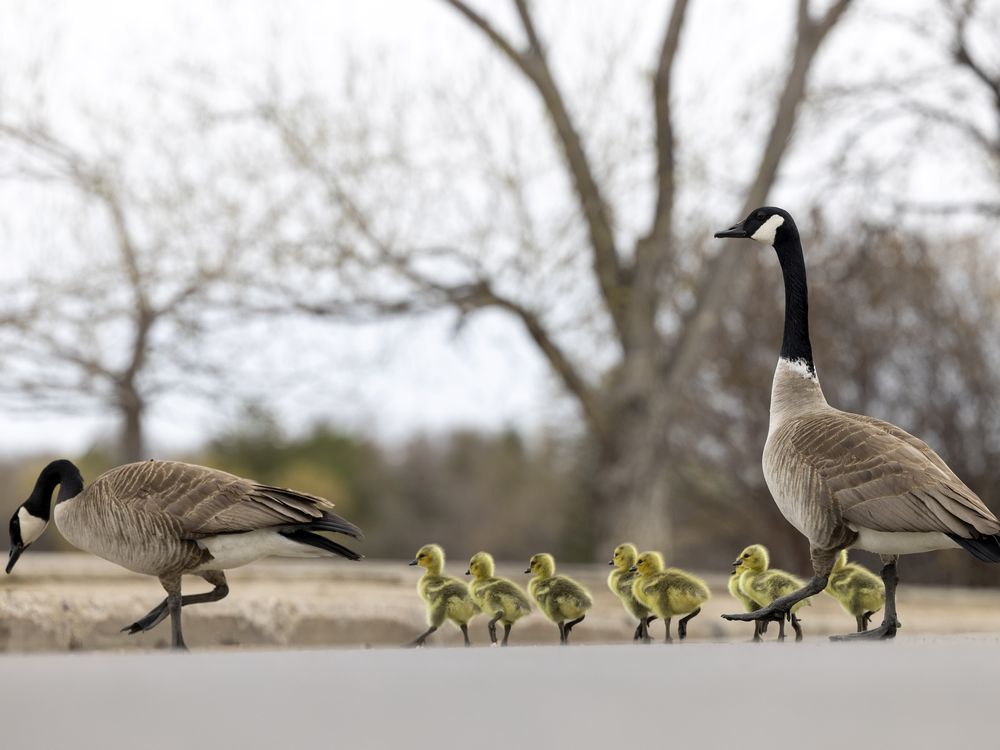 Canada goose wascana clearance review