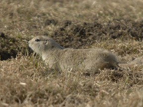 This Leader-Post file photo shows a gopher on the prowl for food.