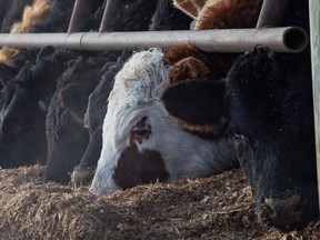 Cattle eat on the edge of one of the enclosures on the Flotre farm near Bulyea, Saskatchewan on Jan. 23, 2020. 
BRANDON HARDER/ Regina Leader-Post