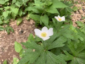 White wood anemones get struck by raindrops in Saskatoon, Saskatchewan in June of 2022.