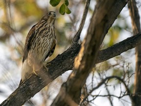 A hawk sits in a tree near the Conexus Arts Centre at the Wascana Lake Migratory Bird Sanctuary in Wascana Centre.