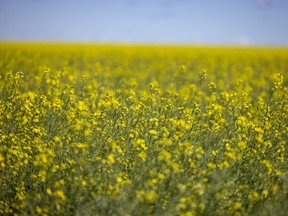A sure sign of summer on the prairies, canola fields in bloom with their distinct yellow flowers on Wednesday, July 20, 2022 in Regina.