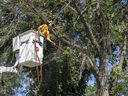 City of Regina crews took down a tree with Dutch elm disease  in Victoria Park on Friday, July 15, 2022 in Regina.