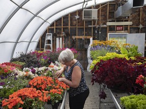 Lorelei Camphaug prepares flowers inside the Regina Floral Conservatory on Friday, July 1, which were sold Saturday at the Regina Farmers' Market in support of a new building for the conservatory in Wascana Centre.
