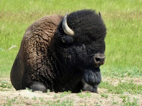 Plains bison that long ago roamed the Canadian Prairies and numbered in the tens of millions are once again thriving in southern Saskatchewan after having been reintroduced at the Grasslands National Park less than two decades ago.