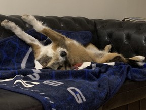Rob Vanstone's oft-photographed dog, Candy, rests on her Winnipeg Jets blanket.
