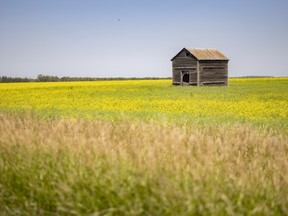 A file photo shows a wheat field near Regina in August of 2021. A recent crop report indicates the 2021 harvest has just begun in some areas of the province.