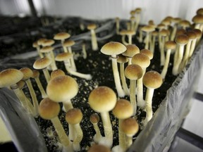 Psilocybin mushrooms are seen in a grow room at the Procare farm in Hazerswoude, central Netherlands, Aug. 3, 2007. Experts say the decriminalization of some hard drugs in British Columbia can help reduce stigma around psychedelic substances that have medicinal value but were wrongly caught up in the war on drugs.