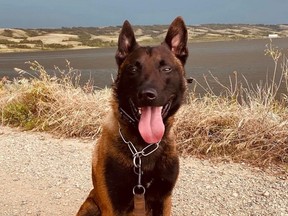 Regina Police Service said the canine member involved in a bear mace incident, PSD Jekyll, pictured here, is doing fine after an altercation on Saturday. (Photo from the official Twitter account for the Regina Police Canine Unit)