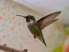 A Costa's hummingbird, commonly found in the southwest areas of North America, was found in a Saskatoon backyard in October 2022.