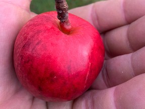 A small but sweet apple from Gusset's Cove, N.L.