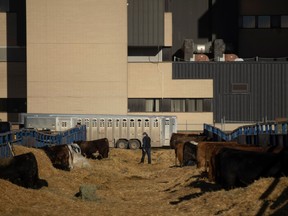 Crews prepare cattle before the Canadian Western Agribition at the Viterra International Trade Centre on Saturday.
