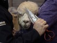 An alpaca revives a haircut before it will be judged at the 51st Canadian Western Agribition at the Viterra International Trade Centre on Monday, November 28, 2022 in Regina.