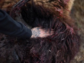 Alicia Morrow lays her hand on the recently deceased buffalo during a moment of reflection for the animal which has passed and will now be harvested on Thursday, October 27, 2022 in Peepeekisis Cree Nation.