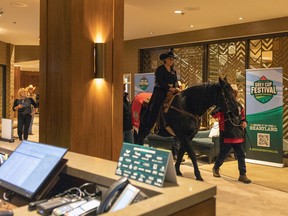 Tuffy Nuff, kuda panitia Calgary Grey Cup, tiba di DoubleTree by Hilton untuk check-in pada Kamis, 17 November 2022 di Regina.