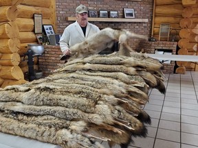 Nipawin-based fur buyer and trapper Don Gordon at one of his fur tables in February 2020.