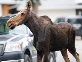 A young moose was on the loose in Uplands in Regina on August 18, 2018.