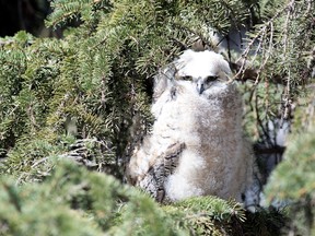 An owl is perched in a tree in a park in the cities north end of Regina on Wednesday, April 29, 2020.