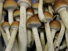 Magic mushrooms are seen in a grow room in Hazerswoude, Netherlands on Aug. 3, 2007.