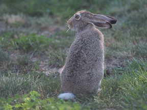 Un coniglio rosicchia l'erba fuori dalla WF Ready School di Regina, Saskatchewan, il 21 agosto 2020.