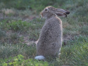 A rabbit munches on some grass in front of the W. F. Ready School in Regina, Saskatchewan on August 21, 2020.