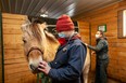 Fourth-year veterinary students at the Western College of Veterinary Medicine (WCVM) examine George, a Fjord gelding. PHOTO: CHRISTINA WEESE