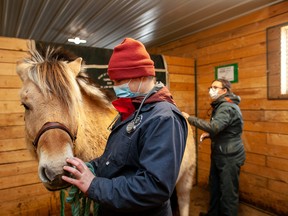 Fourth-year veterinary students at the Western College of Veterinary Medicine (WCVM) examine George, a Fjord gelding. PHOTO: CHRISTINA WEESE