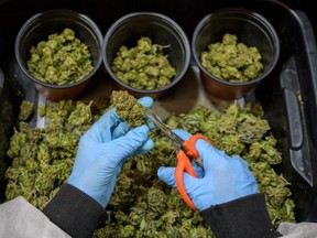 A week ago Canopy Growth announced it would lay off 800 workers and close its headquarters in Smiths Falls, Ont.