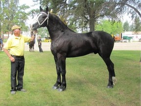 Mort Seaman, who was inducted into the Saskatchewan Horse Federation (SHF) Hall of Fame this year is pictured posing beside one of his horses.