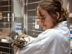Volunteer Lila Stewart holds Herbert, a grey and white tabby cat, on Wednesday, March 15, 2023 in Regina. The 35th Annual Regina Humane Society Telethon, presented by Access Communications, airs on Sunday, March 19, 6 to 9 p.m.