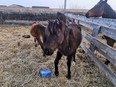 Animal Protection Services of Saskatchewan seized over a dozen horses within the last two months because their owners weren't able to provide them with enough food.