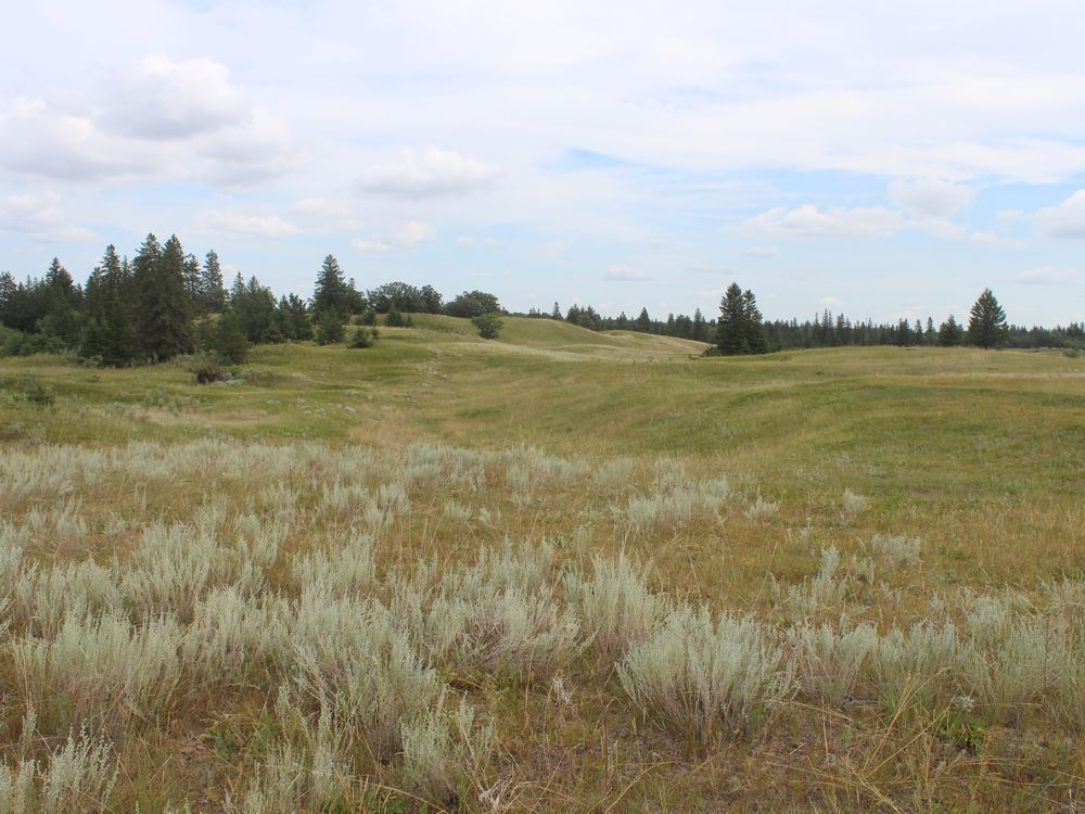 Grasslands are shown in a Nature Conservancy of Canada handout photo. The Nature Conservancy of Canada has announced a plan to protect Prairie grasslands, considered one of the most endangered and least protected ecosystems in the country.