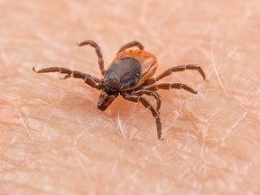 Ontario’s top doctor expects to see a growing number of cases of tick-borne illness in the province, in addition to Lyme disease.