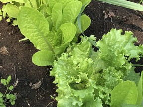 Young leaf and romaine lettuce in the garden in mid-August.