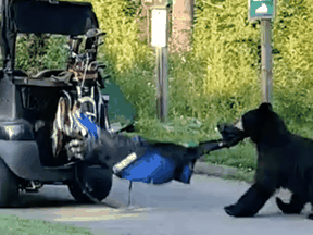 The moment the bear decided it was taking those clubs.